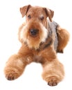 Dog Airedale