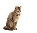 Purebred Abyssinian