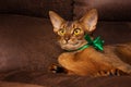 Purebred abyssinian cat with green bow lying on brown couch