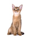 Purebred abyssinian cat isolated on white background. Cute playful kitten isolated