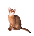 Purebred abyssinian cat isolated on white background. Cute playful kitten isolated