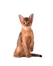 Purebred abyssinian cat isolated on white background. Cute playful kitten isolated