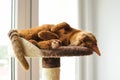 Purebred abyssinian cat lying on scratching post Royalty Free Stock Photo