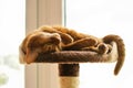 Purebred abyssinian cat lying on scratching post Royalty Free Stock Photo