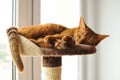 Purebred abyssinian cat lying on scratching post Royalty Free Stock Photo