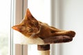 Purebred abyssinian cat lying on scratching post