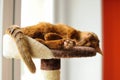 Purebred abyssinian cat lying on scratching post Royalty Free Stock Photo