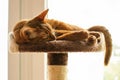 Purebred abyssinian cat lying on scratching post Royalty Free Stock Photo