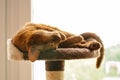 Purebred abyssinian cat lying on scratching post Royalty Free Stock Photo