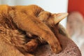 Purebred abyssinian cat lying on scratching post Royalty Free Stock Photo