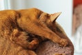 Purebred abyssinian cat lying on scratching post Royalty Free Stock Photo