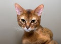 Purebred abyssinian cat