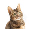 Purebred Abyssinian Portrait