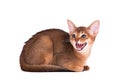 Purebred abyssinian young cat isolated on white isolated on white background. Angry kitten hisses