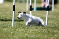 jack russel terrier running dog agility course Royalty Free Stock Photo