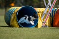 Purebred active black and white jack russel terrier running dog agility course Royalty Free Stock Photo