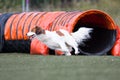 Nederlandse Kooikerhondje running dog agility