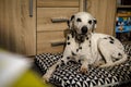 Purebred adult, Dalmatian calmly lying on a pillow