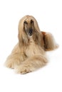 Purebred Afghan hound dog over white Royalty Free Stock Photo