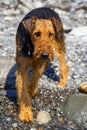 Purebred airedale terrier outdoors Royalty Free Stock Photo