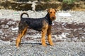 Purebred airedale terrier outdoors Royalty Free Stock Photo
