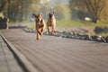 Purebred airedale terrier outdoors Royalty Free Stock Photo