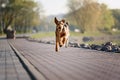 Purebred airedale terrier outdoors Royalty Free Stock Photo