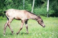 Purebred akhal-teke foal in the pasture Royalty Free Stock Photo