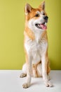 purebred Akita Inu sitting and looking away, 2 years old, isolated on green Royalty Free Stock Photo