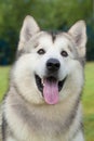 purebred Alaskan Malamute dog on the green background