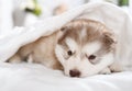 Purebred Alaskan malamute puppy lying under a blanket in the room