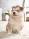 Purebred Alaskan Malamute puppy sitting on the carpet in the room
