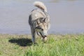 Purebred Alaskan Malamute walks by the river