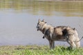 Purebred Alaskan Malamute walks by the river