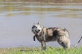 Purebred Alaskan Malamute walks by the river