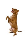 Purebred American Pit Bull Terrier dog stands up on its hind legs Royalty Free Stock Photo