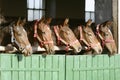 Purebred anglo-arabian chestnut horses standing at the barn door Royalty Free Stock Photo