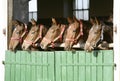 Purebred anglo-arabian chestnut horses standing at the barn door Royalty Free Stock Photo