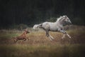 Rhodesian ridgeback dog chasing a foal on the meadow. Royalty Free Stock Photo