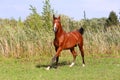 Purebred arabian horse galloping across a green summer pasture Royalty Free Stock Photo