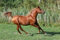 Purebred arabian horse galloping across a green summer pasture Royalty Free Stock Photo