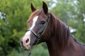 Purebred arabian horse head on natural background Royalty Free Stock Photo