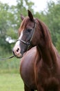 Purebred arabian horse head on natural background Royalty Free Stock Photo