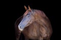 Purebred arabian horse isolated on black backgtound. Royalty Free Stock Photo