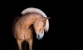 Purebred arabian horse isolated on black backgtound.