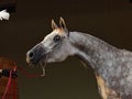 Purebred Arabian Horse mare with jewelry bridle Royalty Free Stock Photo