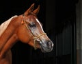 Purebred Arabian Horse, portrait of a bay mare Royalty Free Stock Photo