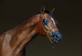 Purebred Arabian Horse, portrait of a bay mare with jewelry bridle Royalty Free Stock Photo