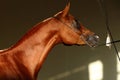 Purebred Arabian Horse, portrait of a bay mare with jewelry bridle Royalty Free Stock Photo