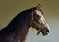 Purebred Arabian Horse, portrait of a bay stallion Royalty Free Stock Photo